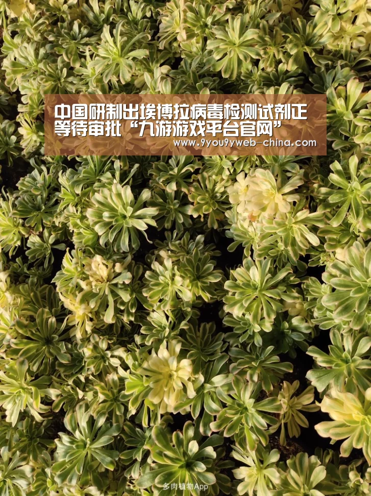 九游游戏盒子下载